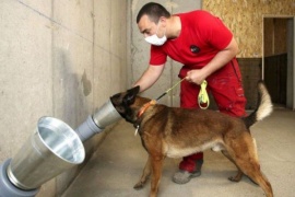 La UBA comenzará a entrenar perros para detectar el coronavirus