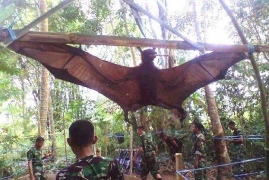 Apareció un murciélago “bestia” que tiene el tamaño de un humano