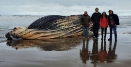 Dejarán en la playa el cuerpo de la ballena jorobada