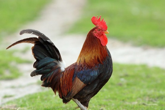 Apareció un gallo que tiene dos cuernos en lugar de cresta