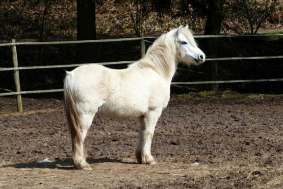 Un grupo de adolescentes asesinó a golpes a un pony de tres años