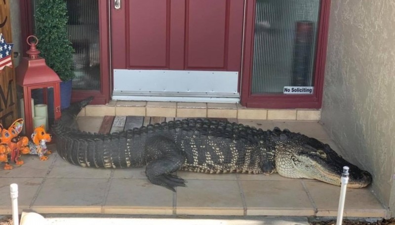 Una familia encontró un cocodrilo manco de tres metros en la puerta de su casa 