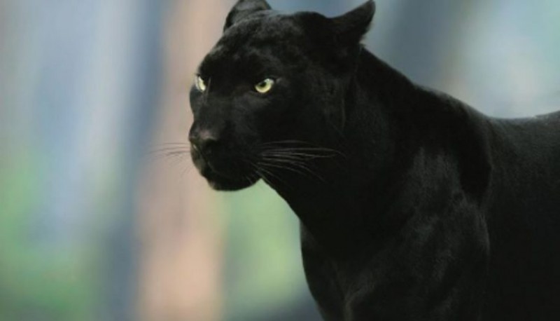 Las fotografías de una temible pantera negra de la India medio de un inhóspito bosque