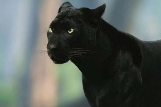 Las fotografías de una temible pantera negra de la India medio de un inhóspito bosque