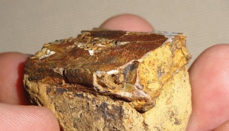Hallaron fósiles de un reptil volador que vivió hace 135 millones de años