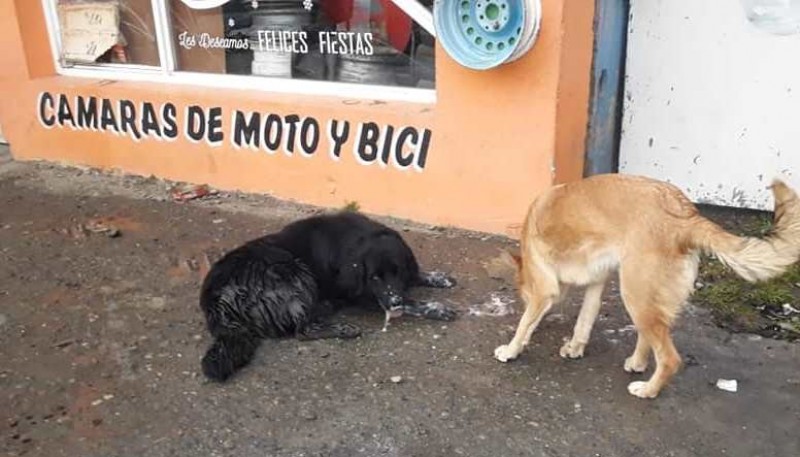 Perros encontrados en la vía pública por proteccionistas  