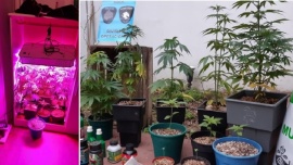Montó un invernadero de marihuana para vender con "take away"