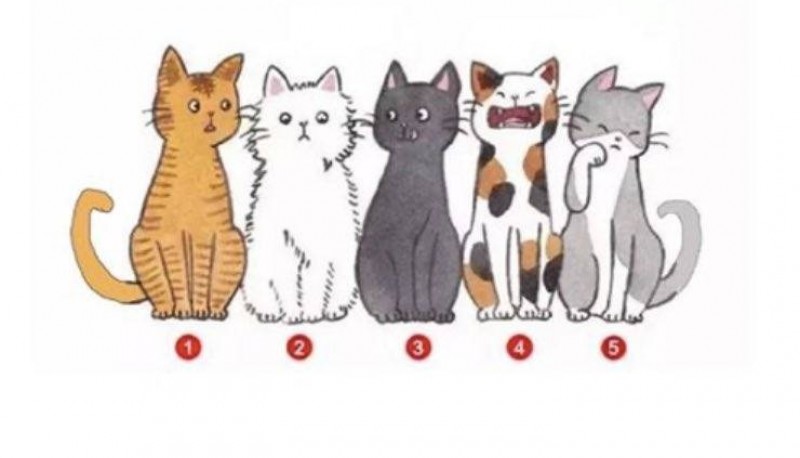 ¿Cómo te ven los demás?: elige un gato y lo sabrás