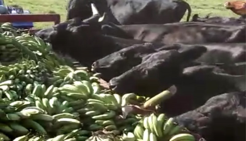 Filmaron cómo alimentaban a vacas con bananas y el video se volvió viral