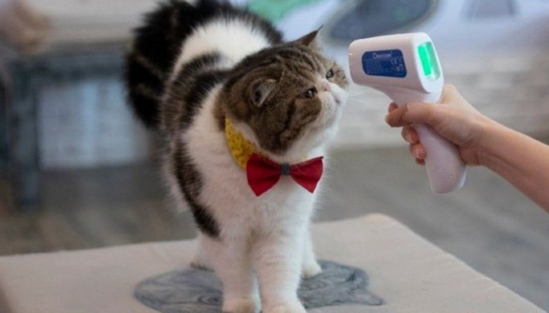 Un gato dio positivo y es el primer animal con coronavirus
