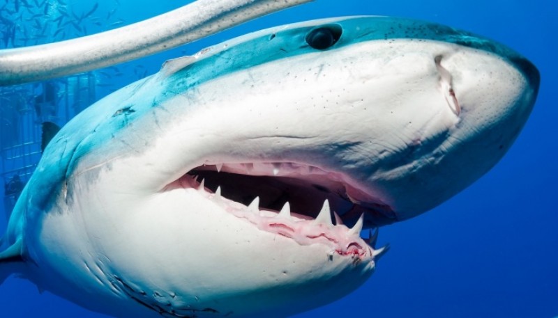 “Había mucha sangre en el agua”: un tiburón blanco acabó con la vida de una mujer