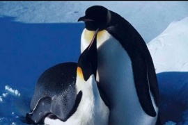 Científicos descubrieron nuevas colonias de pingüinos emperador en la Antártida