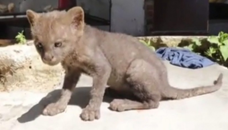 Adoptó un gato callejero y resultó ser un atermorizante animal