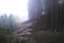 La Secretaría de Bosques licita lotes de madera de las forestaciones provinciales