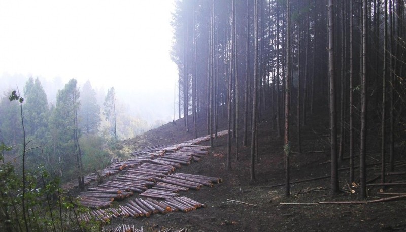 La Secretaría de Bosques licita lotes de madera de las forestaciones provinciales