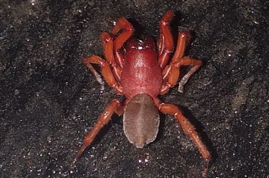 Una araña salió de un sillón y asustó a una familia que estaba viendo una película