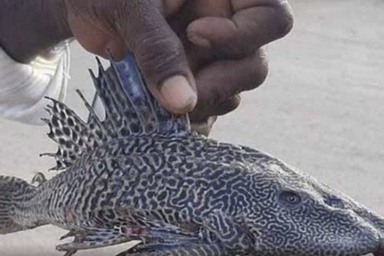 Un pescador descubrió una extraña especie de pez que solo vive en el Amazonas