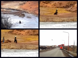 Bomberos rescataron un perro de una laguna congelada