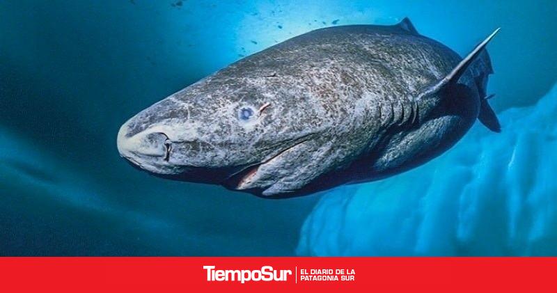 Animal Mas Antiguo Del Mundo Vivo