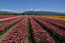 "Se plantaron alrededor de 10.000 tulipanes"