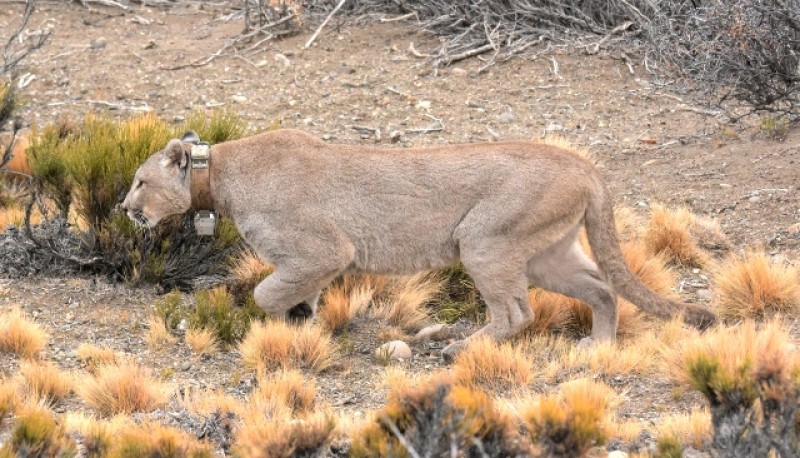 : Pepito, uno de los machos de puma, con collar de rastreo satelital. (Fotos Franco Bucci)