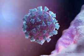 El coronavirus supera los 25 millones de casos en el mundo