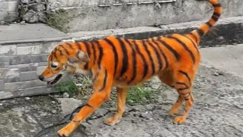 El perro que pintaron para que parezca un tigre.