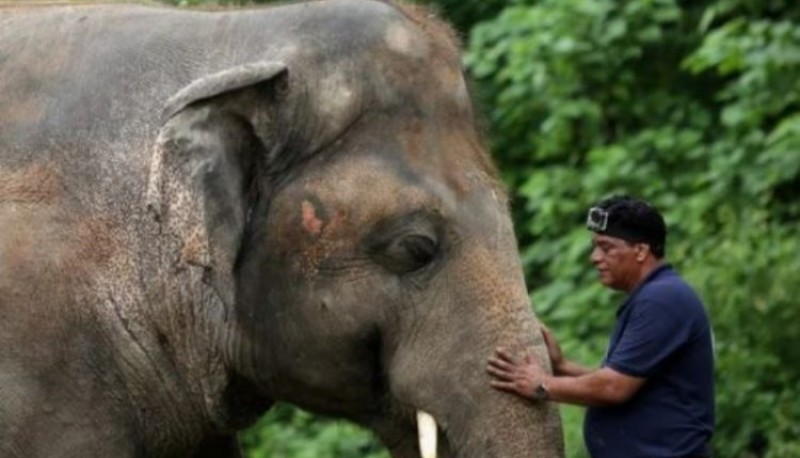 La triste historia de Kaavan, el elefante que vivió 35 años encerrado en un zoológico