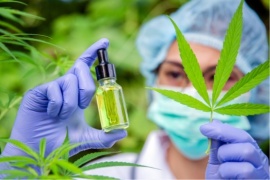 La Universidad brindará su conocimiento al cultivo de cannabis