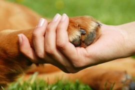 Por qué tu perro te “da la pata”, la explicación científica del gesto canino
