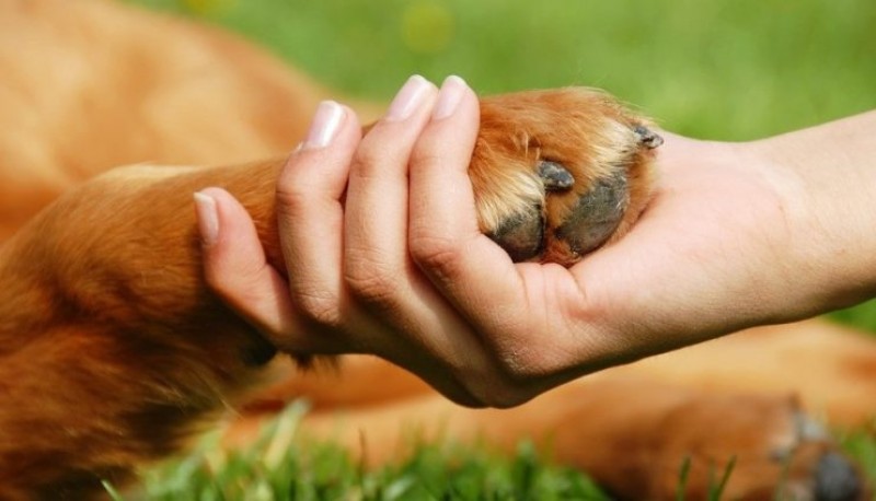 Por qué tu perro te “da la pata”, la explicación científica del gesto canino