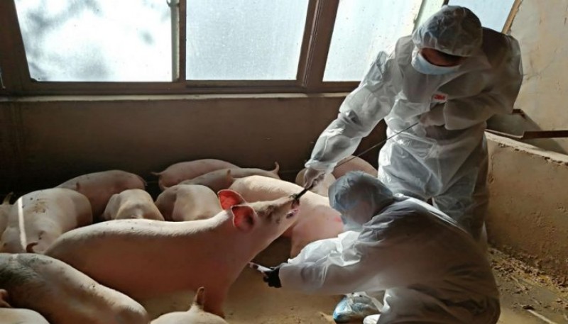 Alerta mundial por un brote de fiebre letal porcina