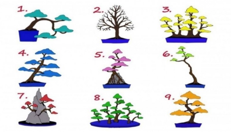 ¿Qué árbol elegís?: el test que determina qué trabajo es el ideal para vos
