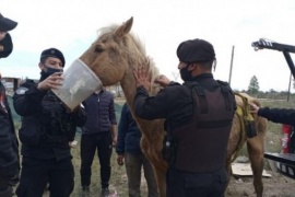 Policías rescataron a un caballo desnutrido que apenas podía mantenerse en pie