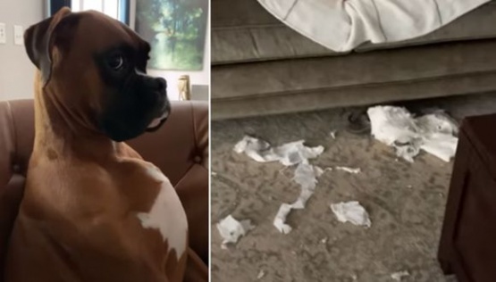Video Viral: Perro intenta disimular que no destrozó los rollos de papel higiénico
