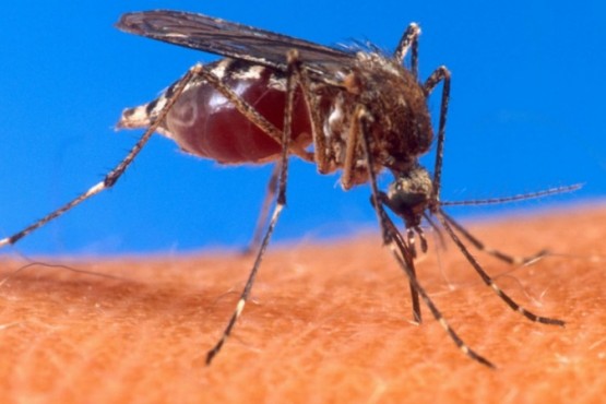Detectaron primer caso sospechoso de una enfermedad letal transmitida por mosquitos