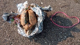 Encontró un cerebro envuelto en papel aluminio en una playa