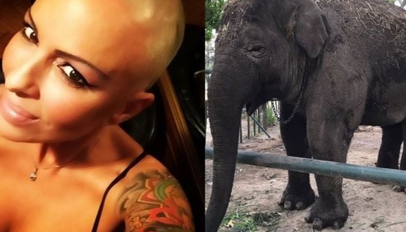 Daniela Cardone pidió que rescaten a un elefante del zoológico de Luján 