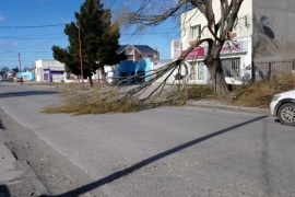 Cayó un árbol por los intensos vientos