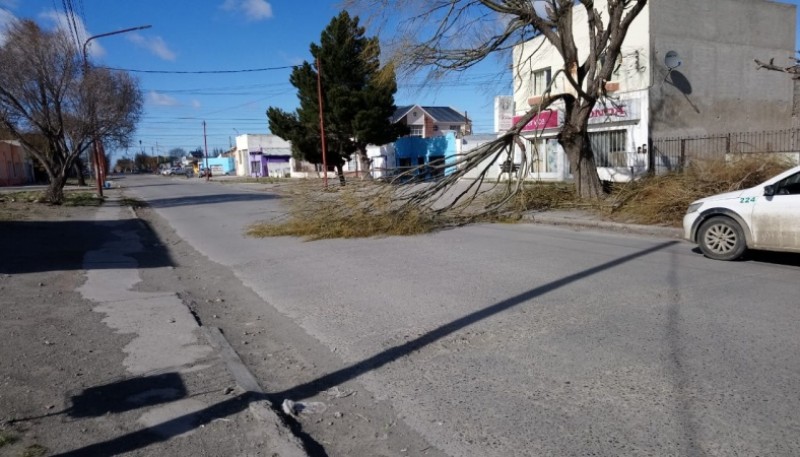 Cayó un árbol por los intensos vientos 