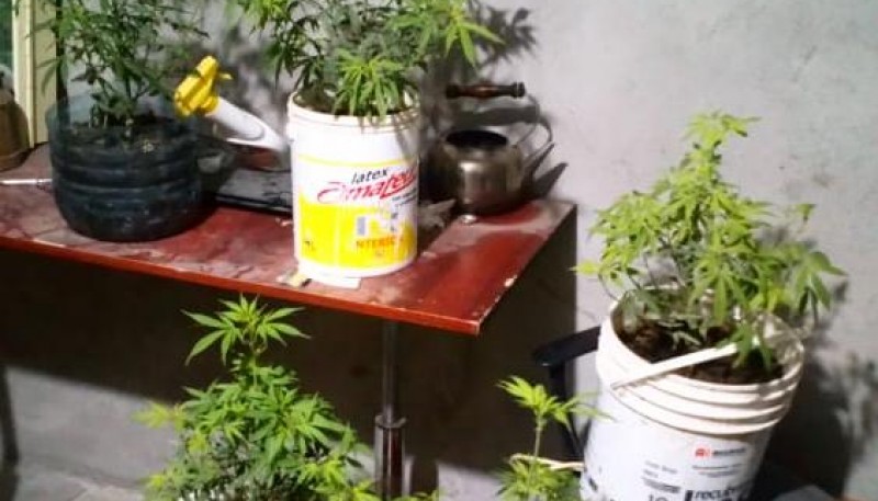 Las plantas fueron secuestradas por el personal de Narcocriminalidad. 