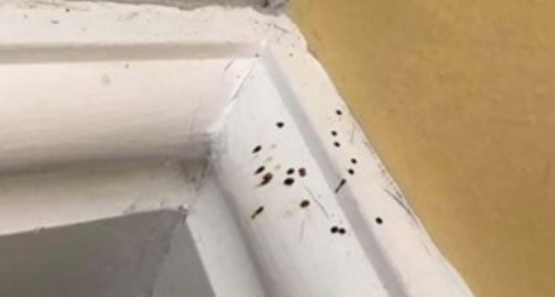 Encontró puntos negros en la pared de su baño: era excremento de araña