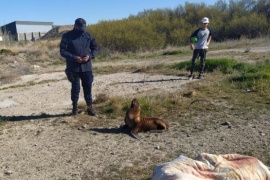 Pese a ser mordidos, policías rescataron un lobo marino