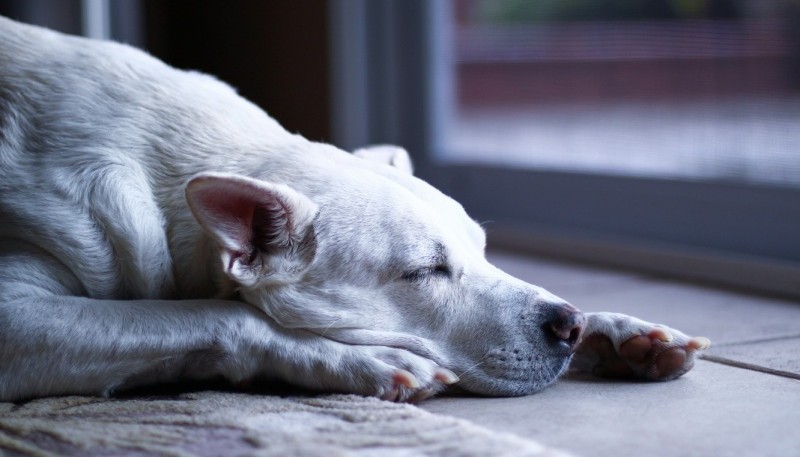 Especialistas explican por qué los perros parecen correr cuando duermen