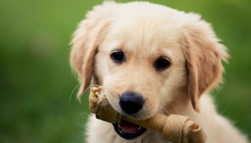 Qué puede pasar si a tu cachorro le das alimento para perros adultos