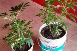 Tuvo problemas con la pareja y entregó sus plantas de marihuana a la policía