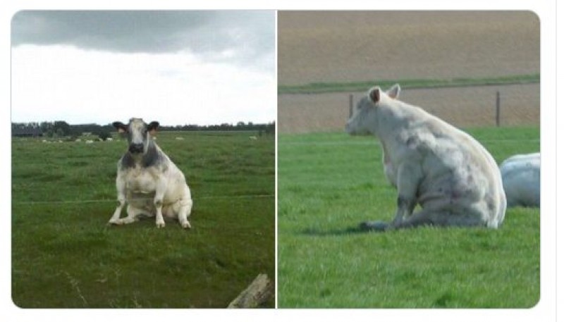 Aparecieron vacas que se pueden sentar como perros