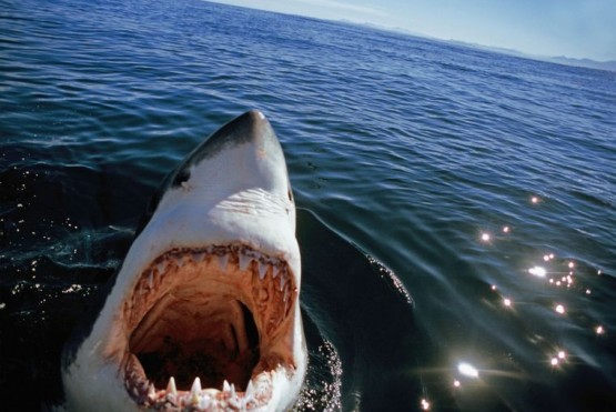 Récord de muertes por ataques de tiburones en Australia