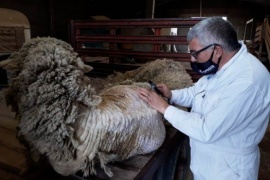 Trabajan en efectividad de productos antisárnicos en ovinos para mantener el status sanitario 