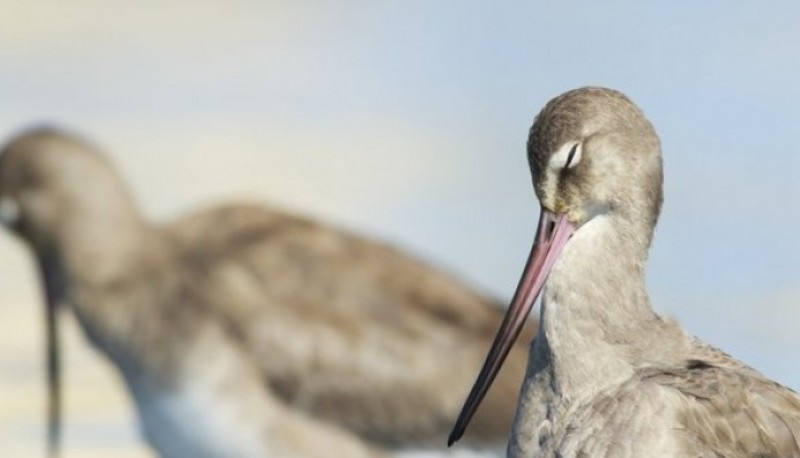 Se viene el Festival de Aves Playeras